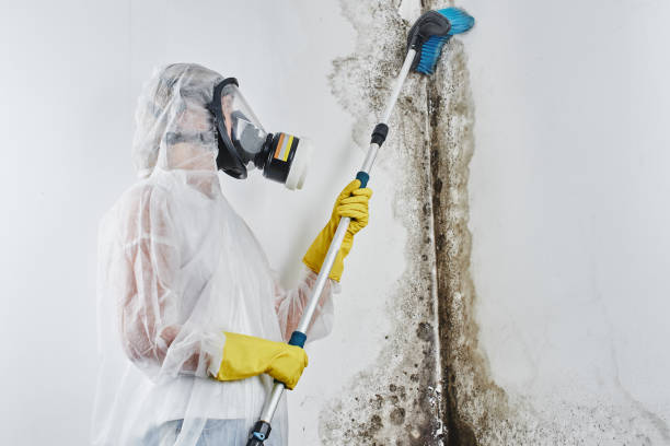 Best Toxic Mold Removal  in Gretna, FL