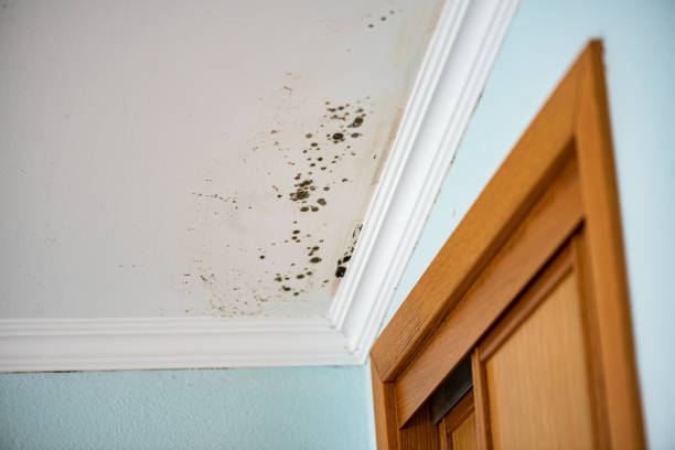 Best Affordable Mold Removal  in Gretna, FL