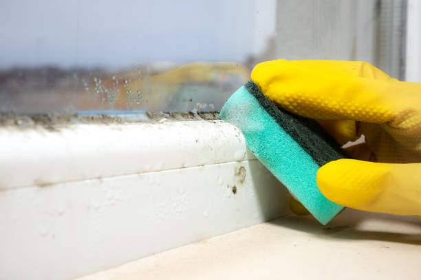 Mold Removal Process in Gretna, FL