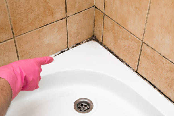 Best Commercial Mold Removal  in Gretna, FL